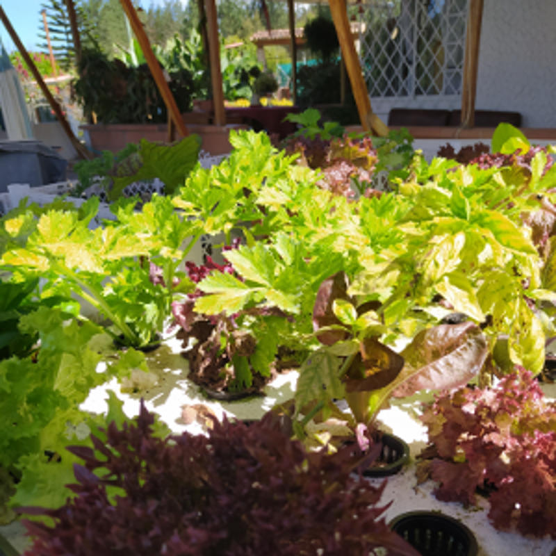 Huerta Casera con Acuaponía Huerta Casera con Acuaponía